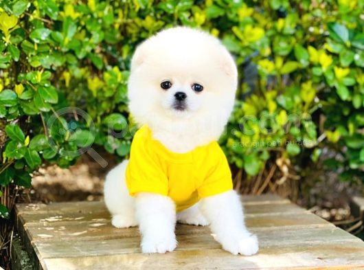 Yavru Pomerani̇an Boo