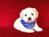 Yavru Malti̇poo