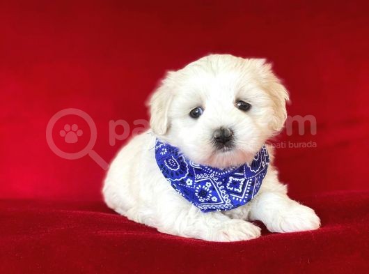 Yavru Malti̇poo görsel