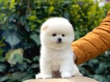 Yakişikli Pomerani̇an Boo