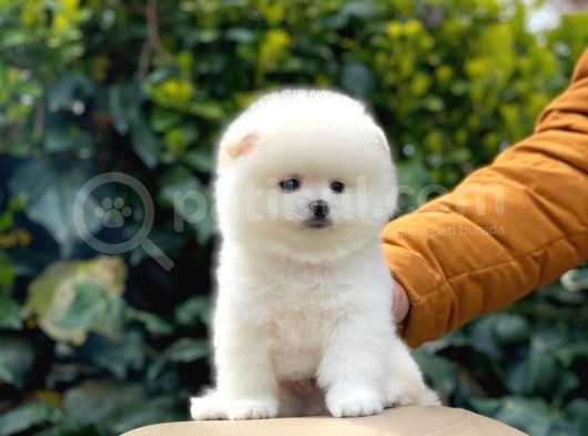 Yakişikli Pomerani̇an Boo görsel