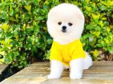 Yavru Pomerani̇an Boo