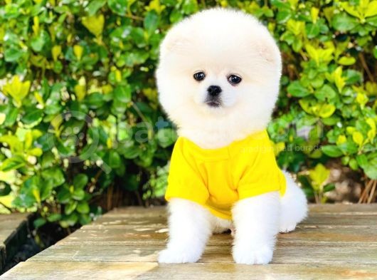 Yavru Pomerani̇an Boo görsel
