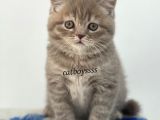 Sevimli Blue Tabby British Shorthair Erkek Yavru