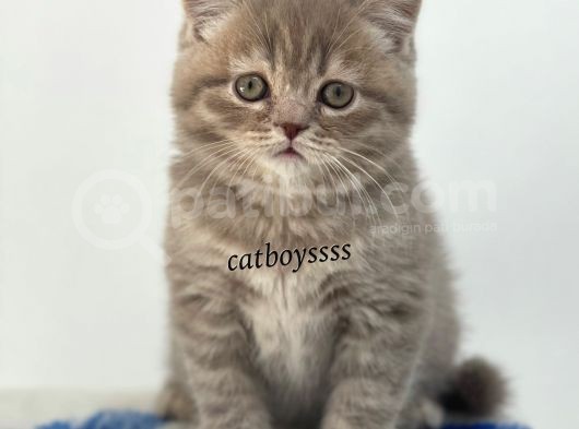 Sevimli Blue Tabby British Shorthair Erkek Yavru görsel