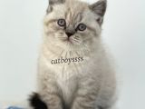 Lynx Point British Shorthair Erkek Yavru