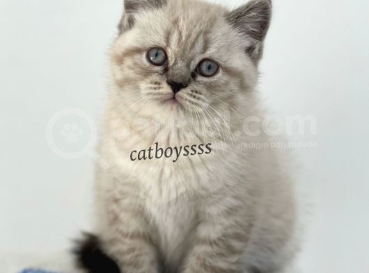 Lynx Point British Shorthair Erkek Yavru görsel