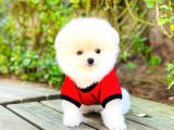 Yavru Pomerani̇an Boo