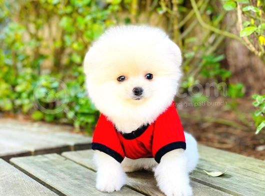 Yavru Pomerani̇an Boo görsel
