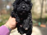 Silver Toy Poodle Yavrularımız
