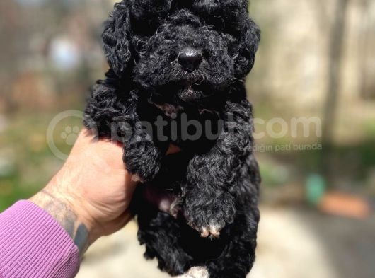 Silver Toy Poodle Yavrularımız görsel