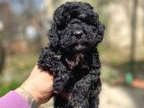 Silver Toy Poodle Yavrularımız