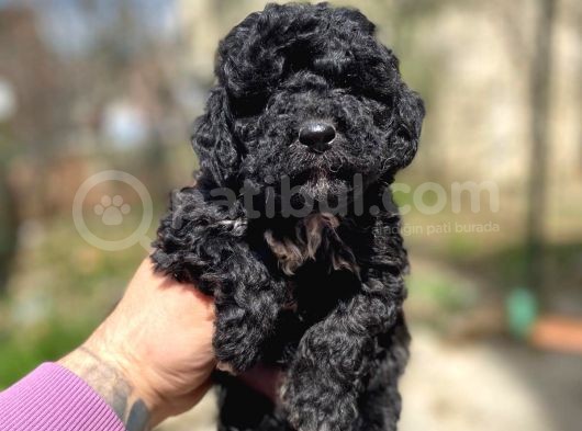 Silver Toy Poodle Yavrularımız görsel