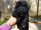 Silver Toy Poodle Yavrularımız