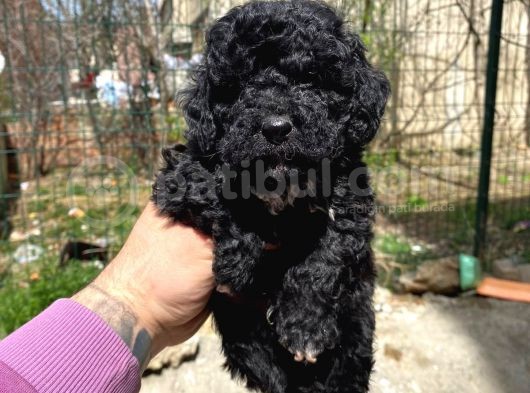 Silver Toy Poodle Yavrularımız görsel
