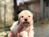 Apricot Toy Poodle Yavrularımız