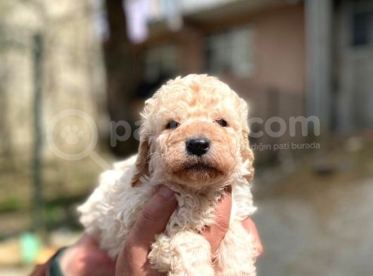 Apricot Toy Poodle Yavrularımız görsel
