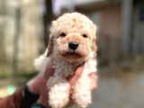 Apricot Toy Poodle Yavrularımız