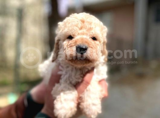 Apricot Toy Poodle Yavrularımız görsel