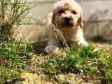 Apricot Toy Poodle Yavrularımız
