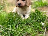 Apricot Toy Poodle Yavrularımız