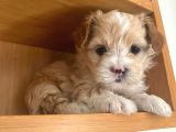 Apricot Maltipoo Yavrular