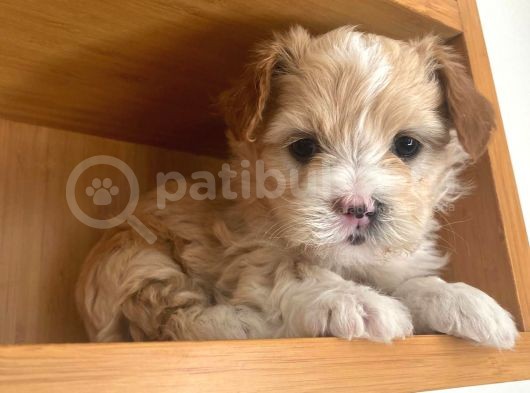 Apricot Maltipoo Yavrular