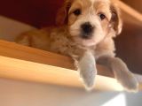 Apricot Maltipoo Yavrular