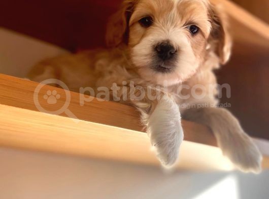 Apricot Maltipoo Yavrular görsel
