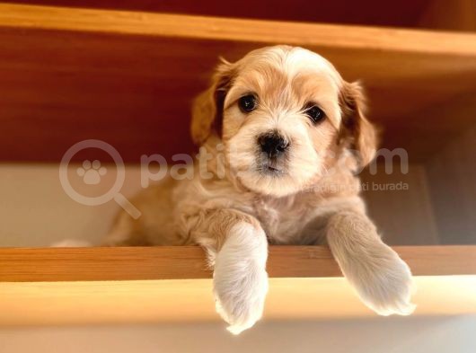 Apricot Maltipoo Yavrular görsel