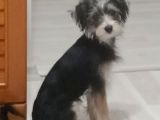 5 Aylık Yorkshire Terrier Cinsi Dişi Köpek