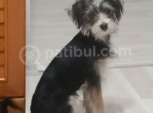 5 Aylık Yorkshire Terrier Cinsi Dişi Köpek görsel