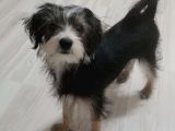 5 Aylık Yorkshire Terrier Cinsi Dişi Köpek