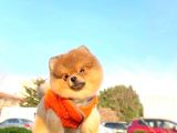 11 Aylik Erkek Teddy Bear Pomerani̇an Erkek