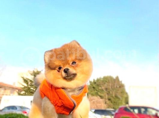 11 Aylik Erkek Teddy Bear Pomerani̇an Erkek