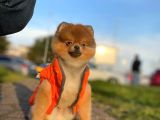 11 Aylik Erkek Teddy Bear Pomerani̇an Erkek