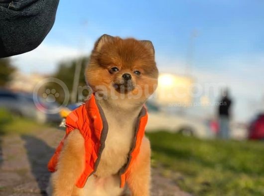 11 Aylik Erkek Teddy Bear Pomerani̇an Erkek görsel