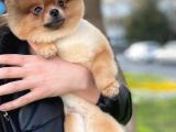 11 Aylik Erkek Teddy Bear Pomerani̇an Erkek
