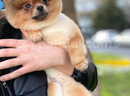 11 Aylik Erkek Teddy Bear Pomerani̇an Erkek görsel