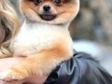 11 Aylik Erkek Teddy Bear Pomerani̇an Erkek
