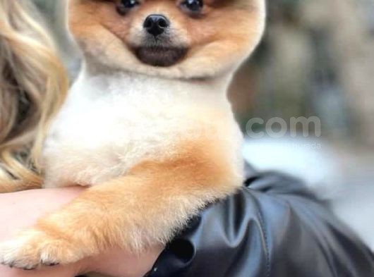 11 Aylik Erkek Teddy Bear Pomerani̇an Erkek görsel