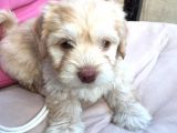 Ev Doğumlu Malti̇poo Yavrumuz