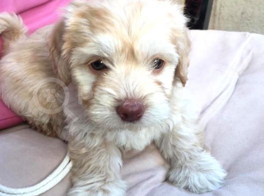 Ev Doğumlu Malti̇poo Yavrumuz