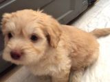 Ev Doğumlu Malti̇poo Yavrumuz