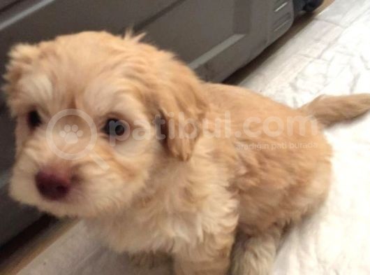 Ev Doğumlu Malti̇poo Yavrumuz görsel