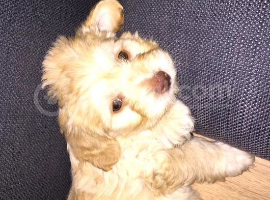 Ev Doğumlu Malti̇poo Yavrumuz görsel