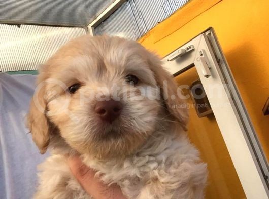 Ev Doğumlu Malti̇poo Yavrumuz görsel