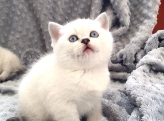 Scottish Fold Silver Şecereli  Ve Şeceresiz  Yavru görsel
