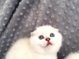 Scottish Fold Silver Şecereli  Ve Şeceresiz  Yavru