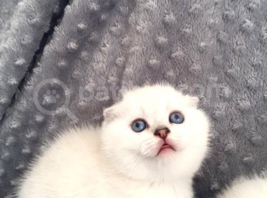 Scottish Fold Silver Şecereli  Ve Şeceresiz  Yavru görsel